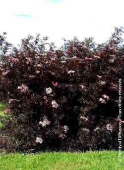 SAMBUCUS nigra BLACK LACE