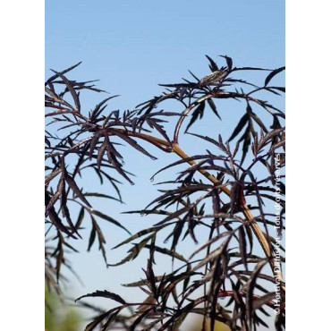 SAMBUCUS nigra BLACK LACE cov (Sureau noir Black Lace)3