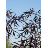 SAMBUCUS nigra BLACK LACE cov (Sureau noir Black Lace)3