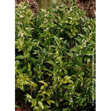 SARCOCOCCA confusa (Sarcococca confus)2