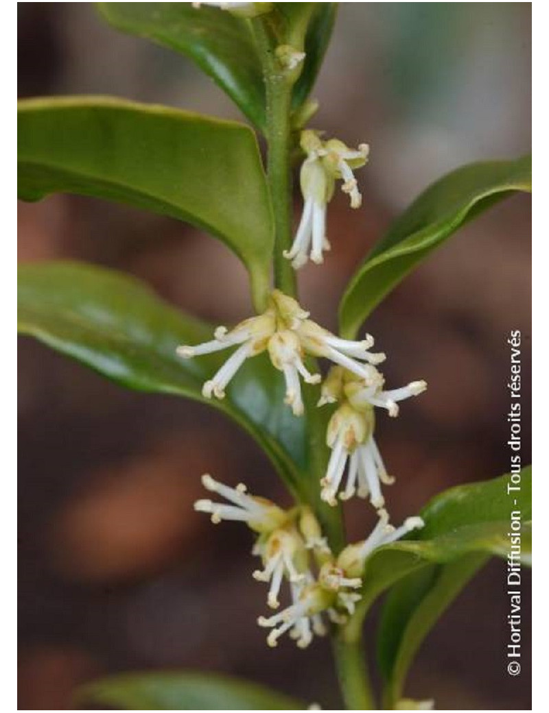 SARCOCOCCA confusa (Sarcococca confus)