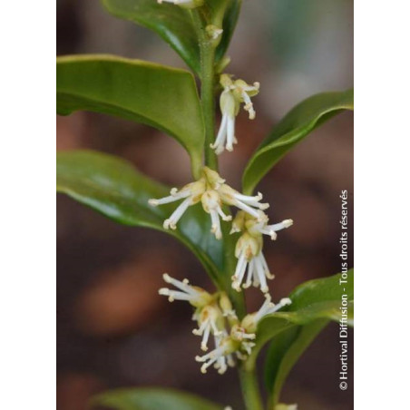 SARCOCOCCA confusa (Sarcococca confus)