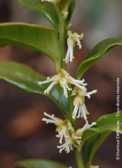 SARCOCOCCA confusa