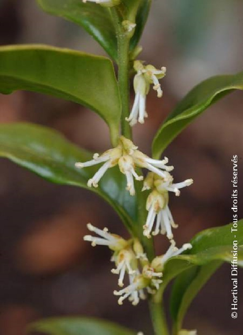 SARCOCOCCA confusa