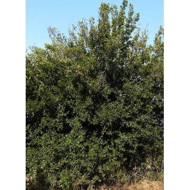 RHAMNUS alaternus (Alaterne, nerprun d'Europe)1