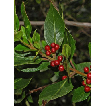 RHAMNUS alaternus (Alaterne, nerprun d'Europe)