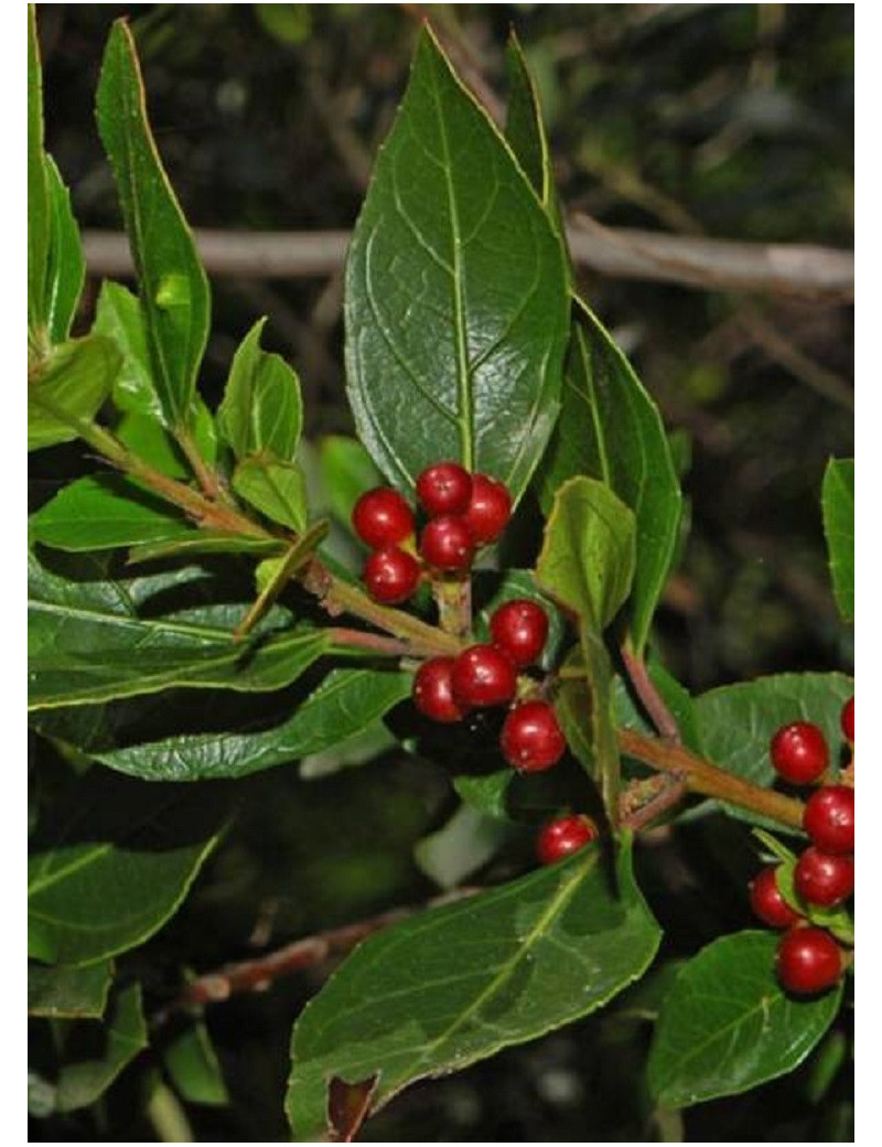 RHAMNUS alaternus (Alaterne, nerprun d'Europe)