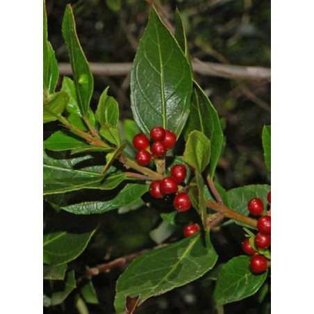 RHAMNUS alaternus (Alaterne, nerprun d'Europe)