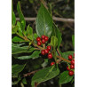 RHAMNUS alaternus (Alaterne, nerprun d'Europe)