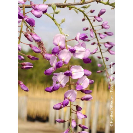 WISTERIA CAROLINE (Glycine)