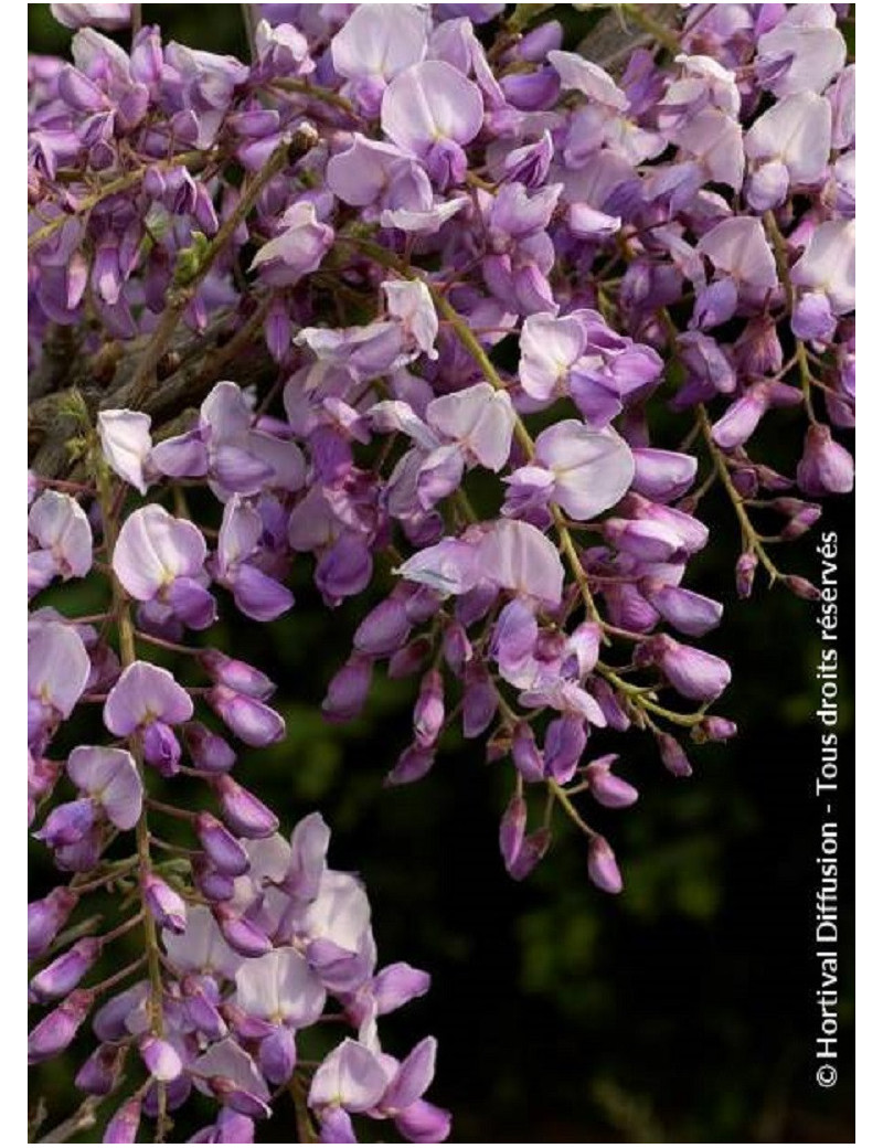 WISTERIA 'CAROLINE'