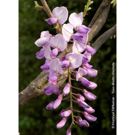 WISTERIA CAROLINE (Glycine)