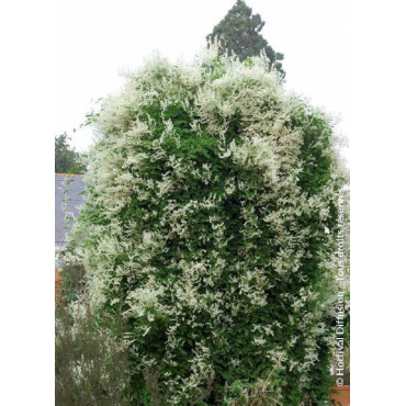 POLYGONUM aubertii (Renouée d'Aubert)3