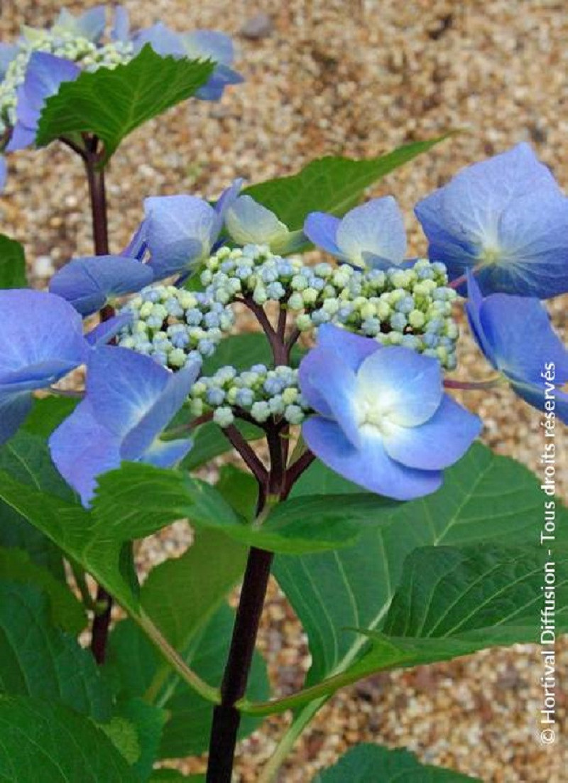 HYDRANGEA macrophylla ZORRO BLEU