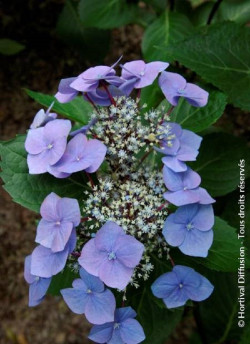 HYDRANGEA macrophylla ZORRO BLEU