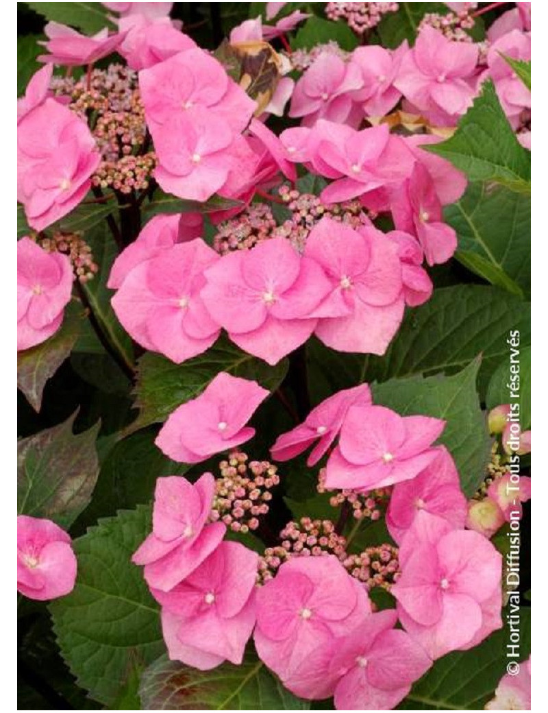 HYDRANGEA macrophylla ZORRO ROSE cov (Hortensia)