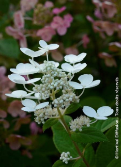 HYDRANGEA paniculata EARLY SENSATION