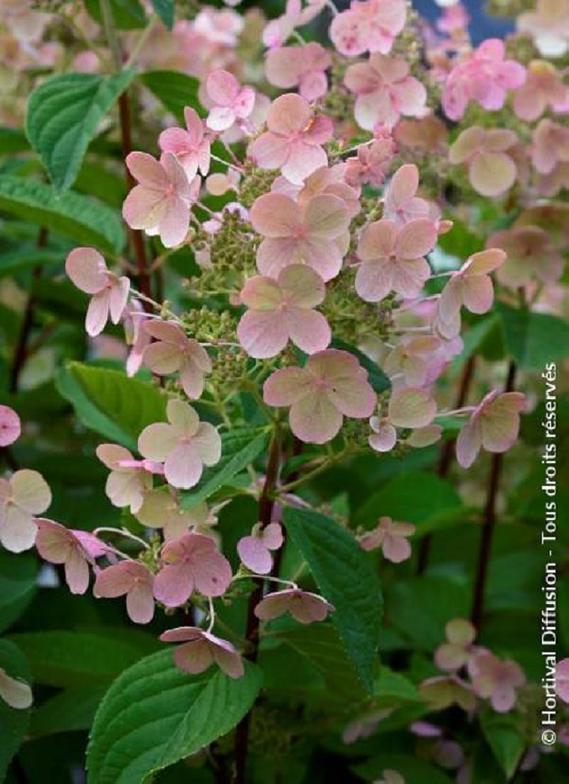 HYDRANGEA paniculata EARLY SENSATION