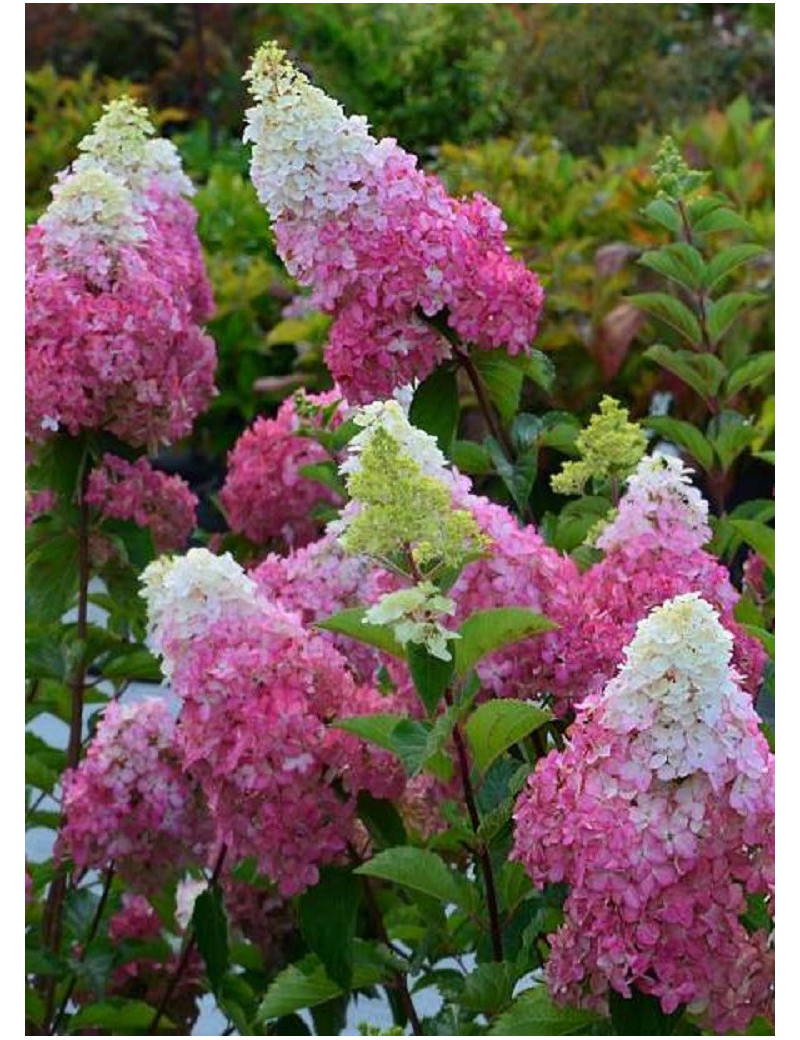 HYDRANGEA paniculata FRAISE MELBA ® (Hortensia paniculé)