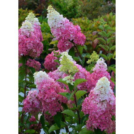 HYDRANGEA paniculata FRAISE MELBA ® (Hortensia paniculé)