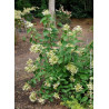 HYDRANGEA paniculata GREAT STAR ® (Hortensia paniculé)3