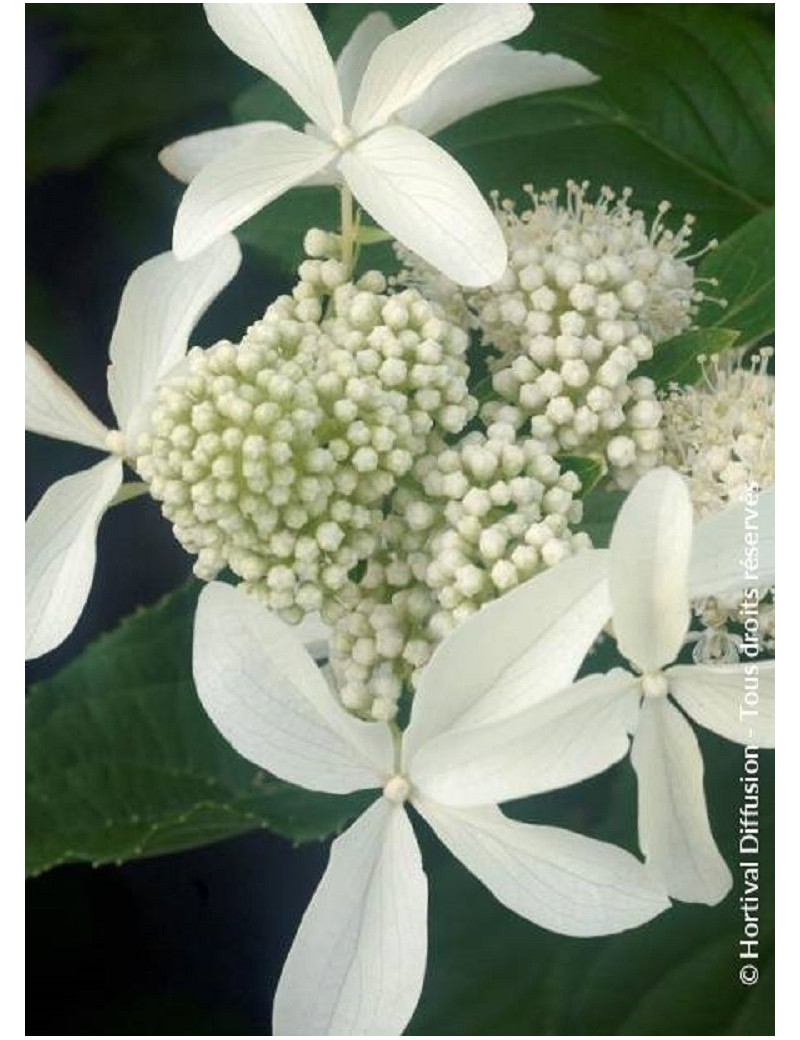 HYDRANGEA paniculata GREAT STAR ® (Hortensia paniculé)