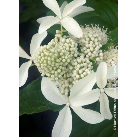 HYDRANGEA paniculata GREAT STAR ® (Hortensia paniculé)