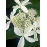 HYDRANGEA paniculata GREAT STAR ® (Hortensia paniculé)