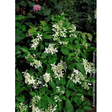 HYDRANGEA paniculata GREAT STAR ® (Hortensia paniculé)1