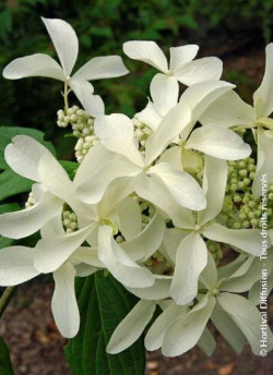 HYDRANGEA paniculata GREAT STAR 