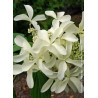 HYDRANGEA paniculata GREAT STAR ® (Hortensia paniculé)2