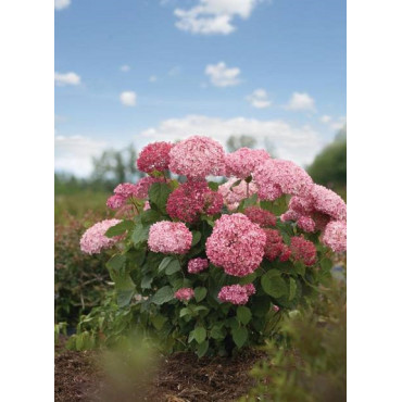 HYDRANGEA arborescens PW ® PINK ANNABELLE ® (Hortensia arbustif)