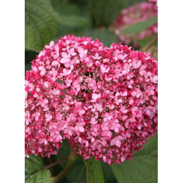 HYDRANGEA arborescens PW ® PINK ANNABELLE ® (Hortensia arbustif)1