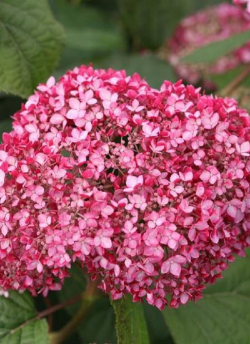 HYDRANGEA arborescens PINK ANNABELLE
