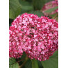 HYDRANGEA arborescens PW ® PINK ANNABELLE ® (Hortensia arbustif)1