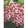HYDRANGEA arborescens PW ® RUBY ANNABELLE ® (Hortensia arbustif)1