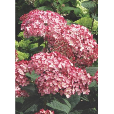 HYDRANGEA arborescens PW® RUBY ANNABELLE® (Hortensia arbustif)