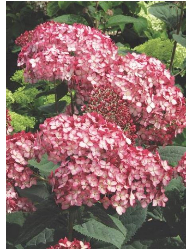 HYDRANGEA arborescens PW ® RUBY ANNABELLE ® (Hortensia arbustif)