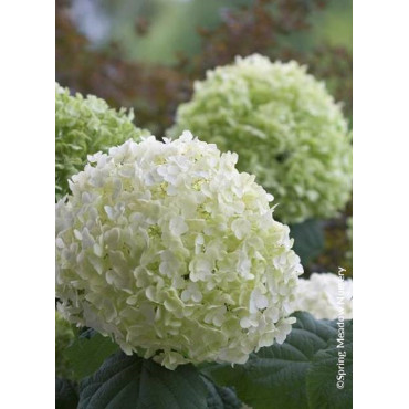 HYDRANGEA arborescens PW ® STRONG ANNABELLE ® (Hortensia arbustif)2