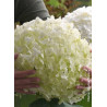 HYDRANGEA arborescens PW ® STRONG ANNABELLE ® (Hortensia arbustif)