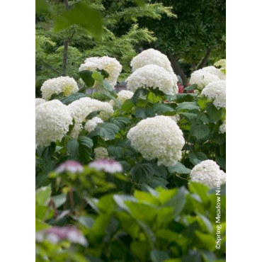 HYDRANGEA arborescens PW ® STRONG ANNABELLE ® (Hortensia arbustif)1