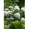 HYDRANGEA arborescens PW ® STRONG ANNABELLE ® (Hortensia arbustif)1