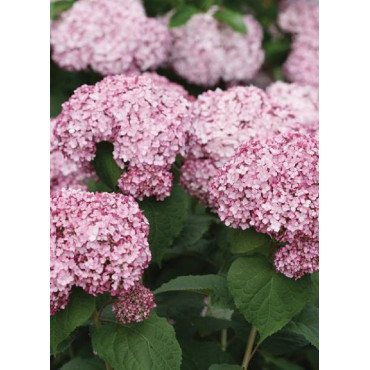 HYDRANGEA arborescens PW ® SWEET ANNABELLE ® (Hortensia arbustif)1