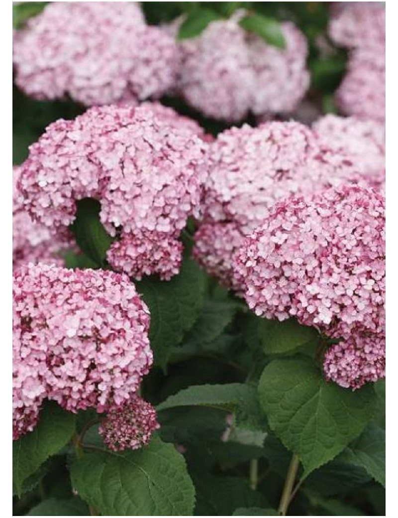 HYDRANGEA arborescens PW ® SWEET ANNABELLE ® (Hortensia arbustif)1