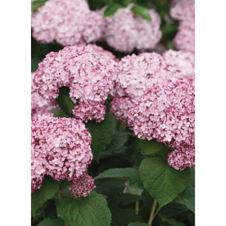 HYDRANGEA arborescens PW ® SWEET ANNABELLE ® (Hortensia arbustif)1