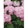 HYDRANGEA arborescens PW ® SWEET ANNABELLE ® (Hortensia arbustif)1