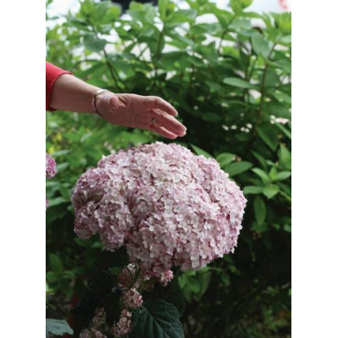 HYDRANGEA arborescens PW ® SWEET ANNABELLE ® (Hortensia arbustif)