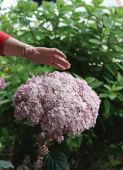 HYDRANGEA arborescens SWEET ANNABELLE