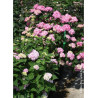 HYDRANGEA macrophylla macrophylla ENDLESS SUMMER ® BLOOMSTAR ® (Hortensia)4