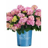 HYDRANGEA macrophylla macrophylla ENDLESS SUMMER ® BLOOMSTAR ® (Hortensia)